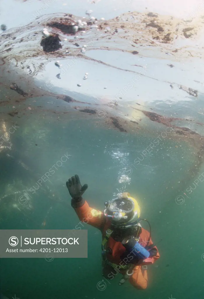 Diver beneath Exxon Valdez oil spill, Alaska