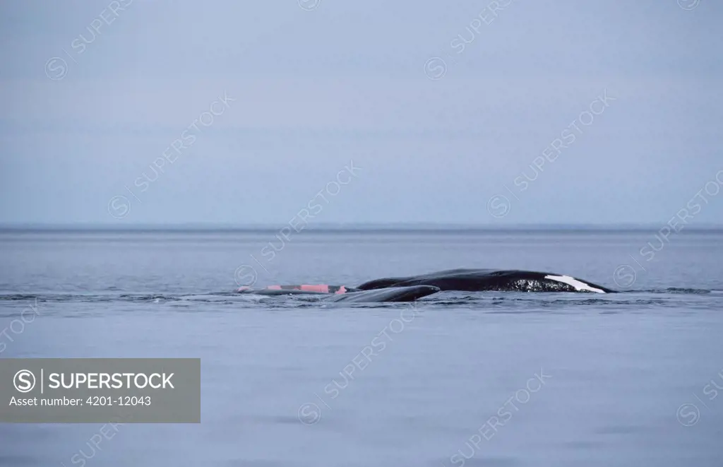Southern Right Whale (Eubalaena australis) pair mating at surface, Peninsula Valdez, Argentina
