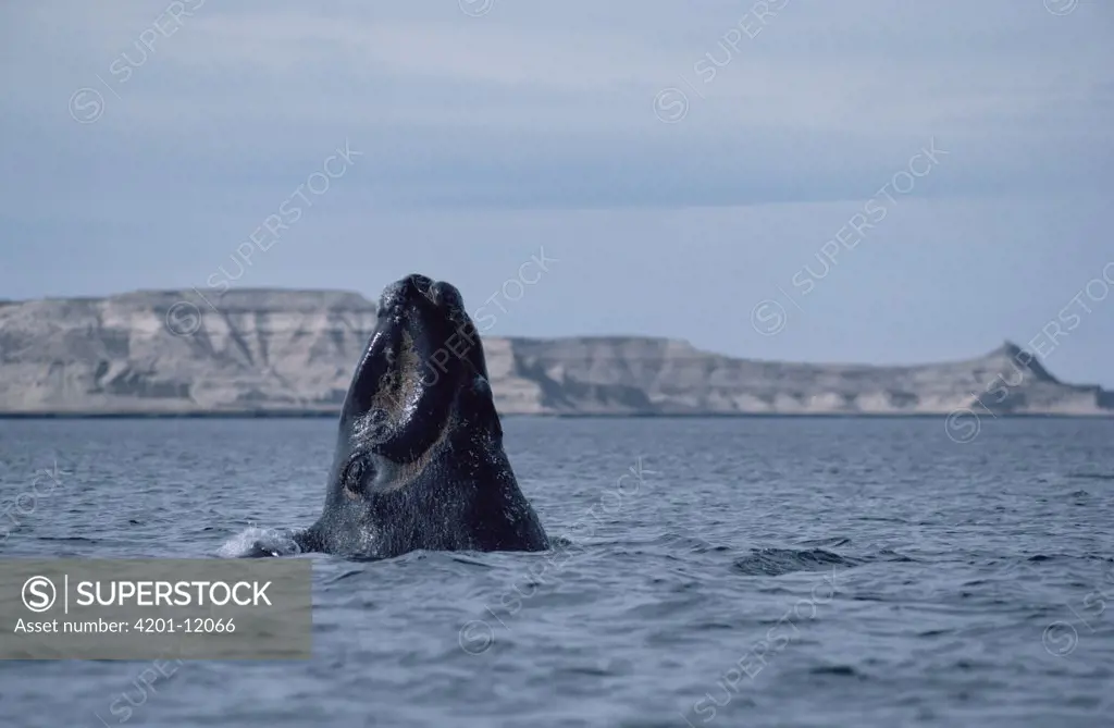 Southern Right Whale (Eubalaena australis) spyhopping, Peninsula Valdez, Argentina