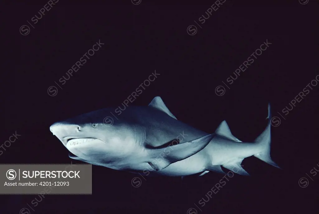 Lemon Shark (Negaprion acutidens) portrait, occurs in the Pacific Ocean from southern California to Ecuador and Atlantic coastal waters of the Caribbean