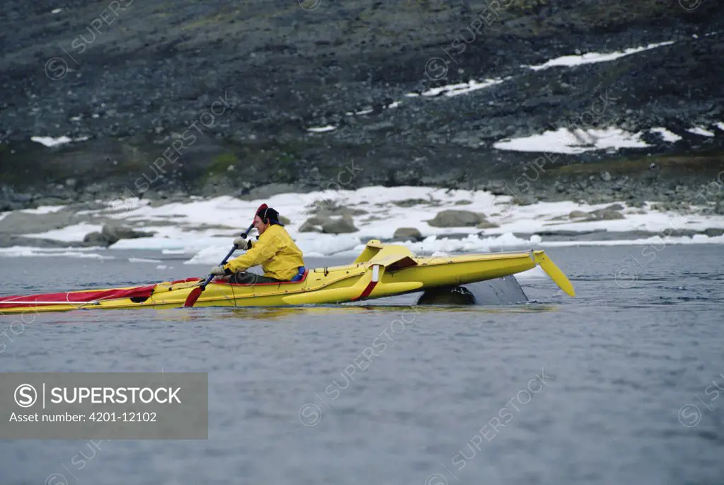 Bowhead Whale (Balaena mysticetus) noses the kayak of biologist Kerry Finley, Isabella Bay, Baffin Island, Canada