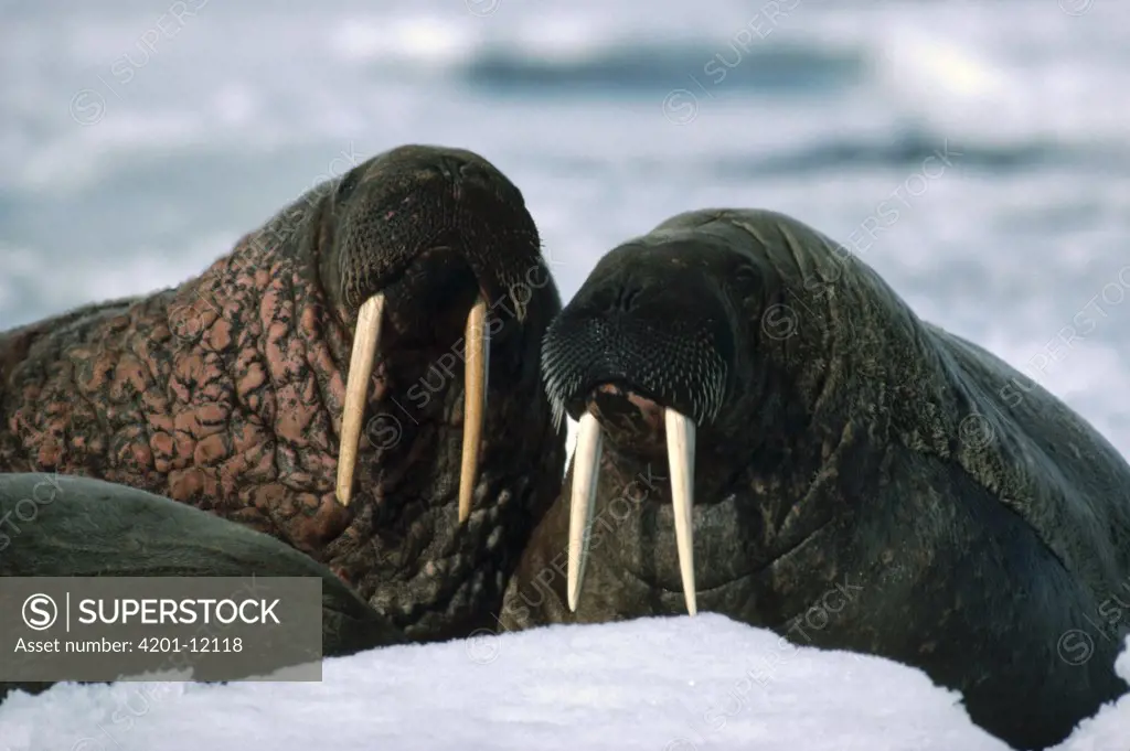 Atlantic Walrus (Odobenus rosmarus rosmarus) pair, Baffin Island, Nunavut, Canada