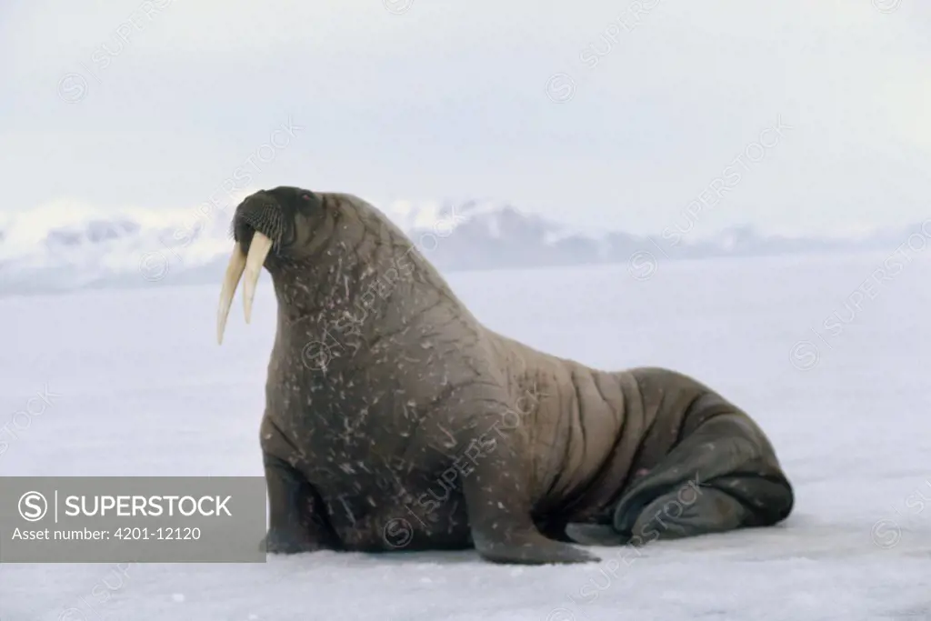 Atlantic Walrus (Odobenus rosmarus rosmarus), Baffin Island, Nunavut, Canada