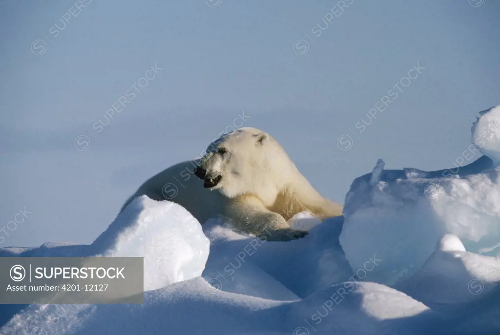 Polar Bear (Ursus maritimus) portrait, Baffin Island, Nunavut, Canada