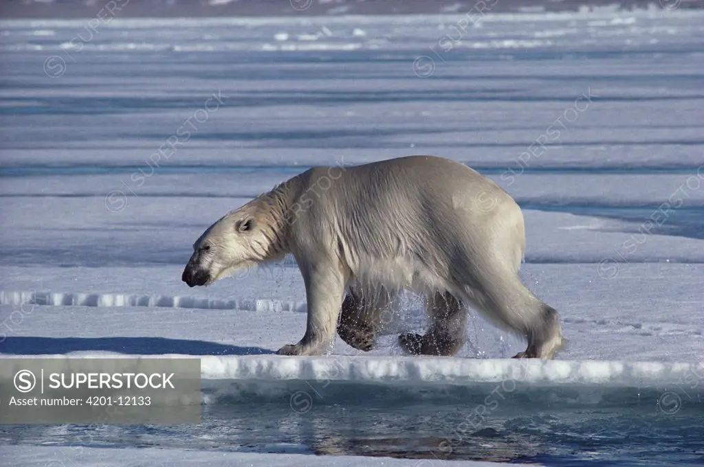 Polar Bear (Ursus maritimus) at water's edge, Baffin Island, Nunavut, Canada