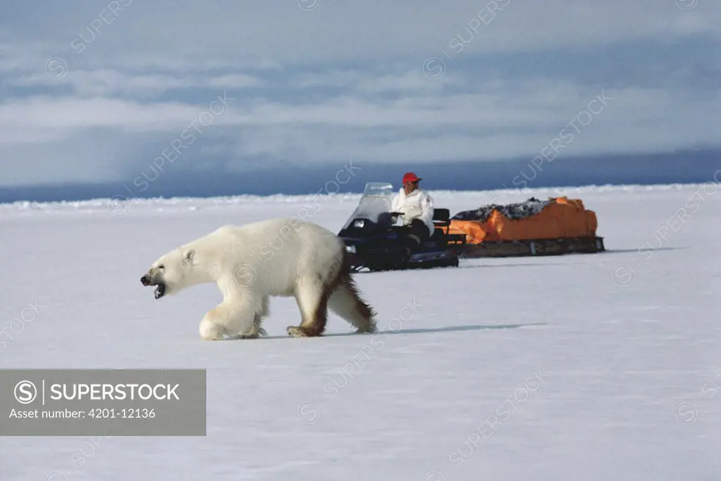 Polar Bear (Ursus maritimus) near man traveling by snowmobile, Baffin Island, Canada