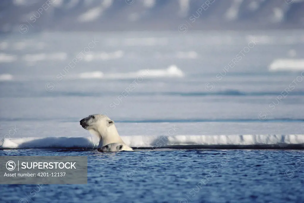 Polar Bear (Ursus maritimus) pair peeking out of water over sea ice, Baffin Island, Canada