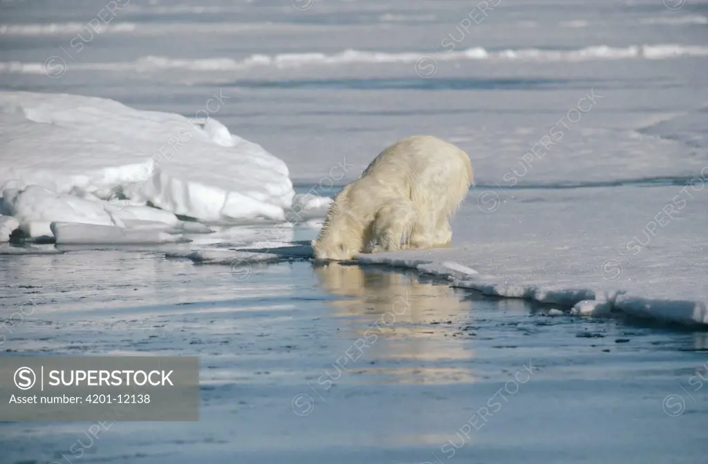 Polar Bear (Ursus maritimus) cub searching underwater for mother who is hunting, Baffin Island, Nunavut, Canada