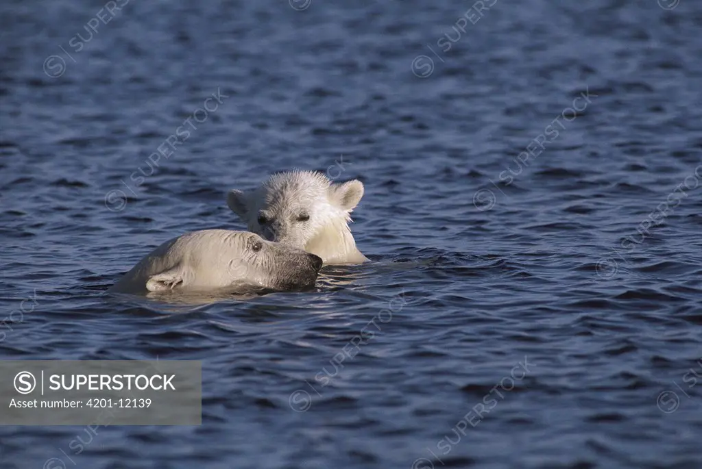 Polar Bear (Ursus maritimus) mother and cub swimming in open water, Canada