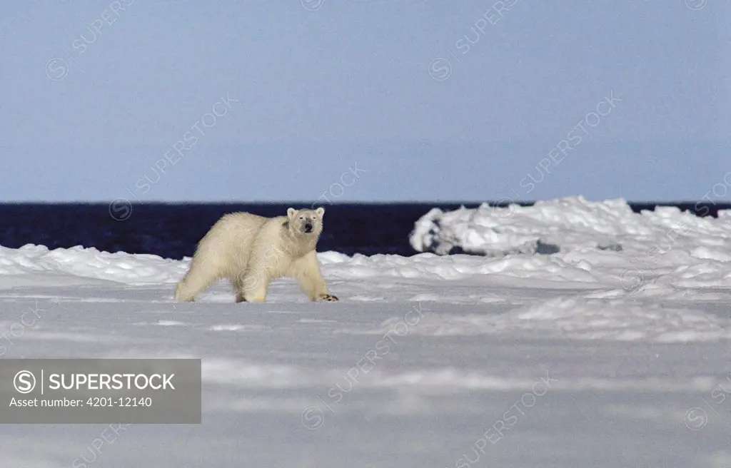Polar Bear (Ursus maritimus), Baffin Island, Canada