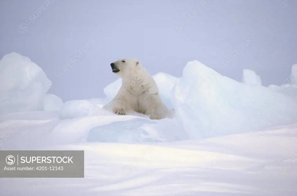 Polar Bear (Ursus maritimus) on icefield, Baffin Island, Nunavut, Canada