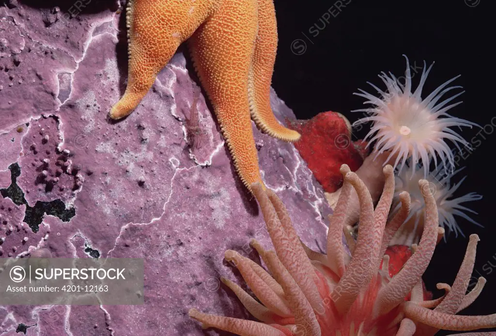 Sea Star, Coral Polyps and anemones, underwater, Admiralty Inlet, Baffin Island, Canada