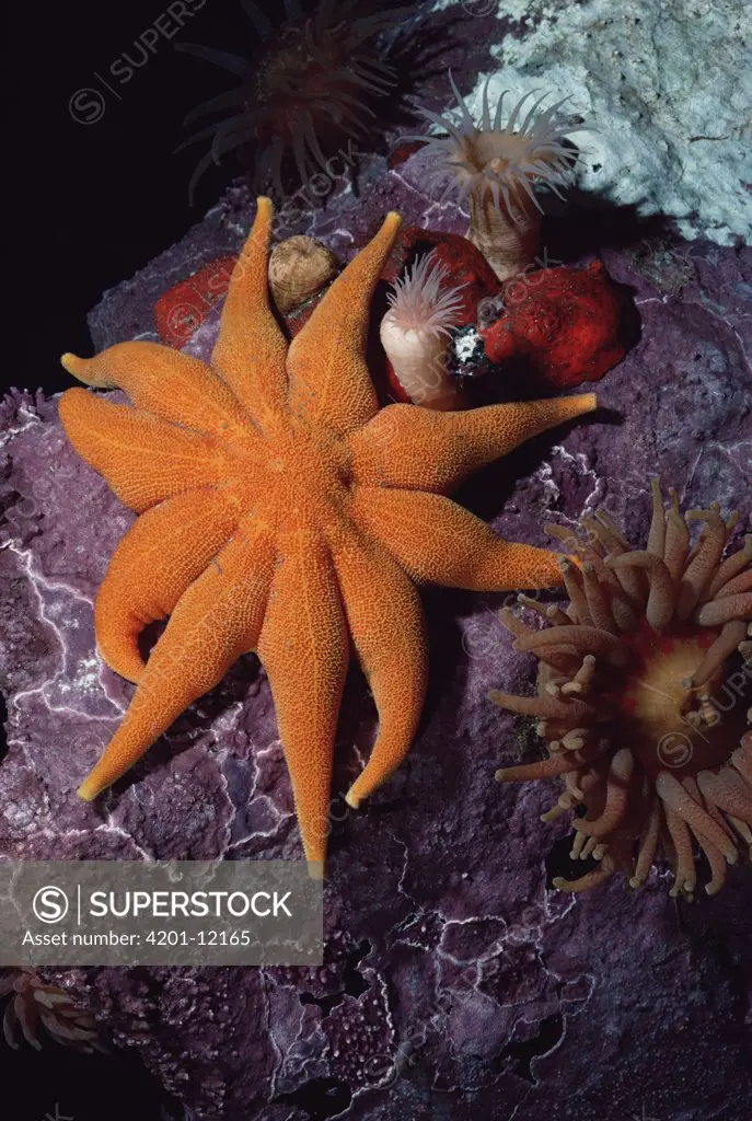 Sea Star, Anemones and Coralline Algae living 40 feet below the water surface, Admiralty Inlet, Lancaster Sound, Nunavut, Canada