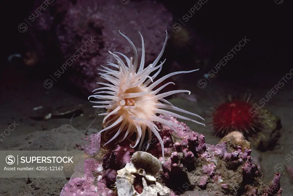 Sea Anemone, Admiralty Inlet, Canada