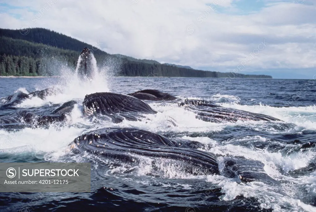 Humpback Whale (Megaptera novaeangliae) group cooperatively feeding, Alaska