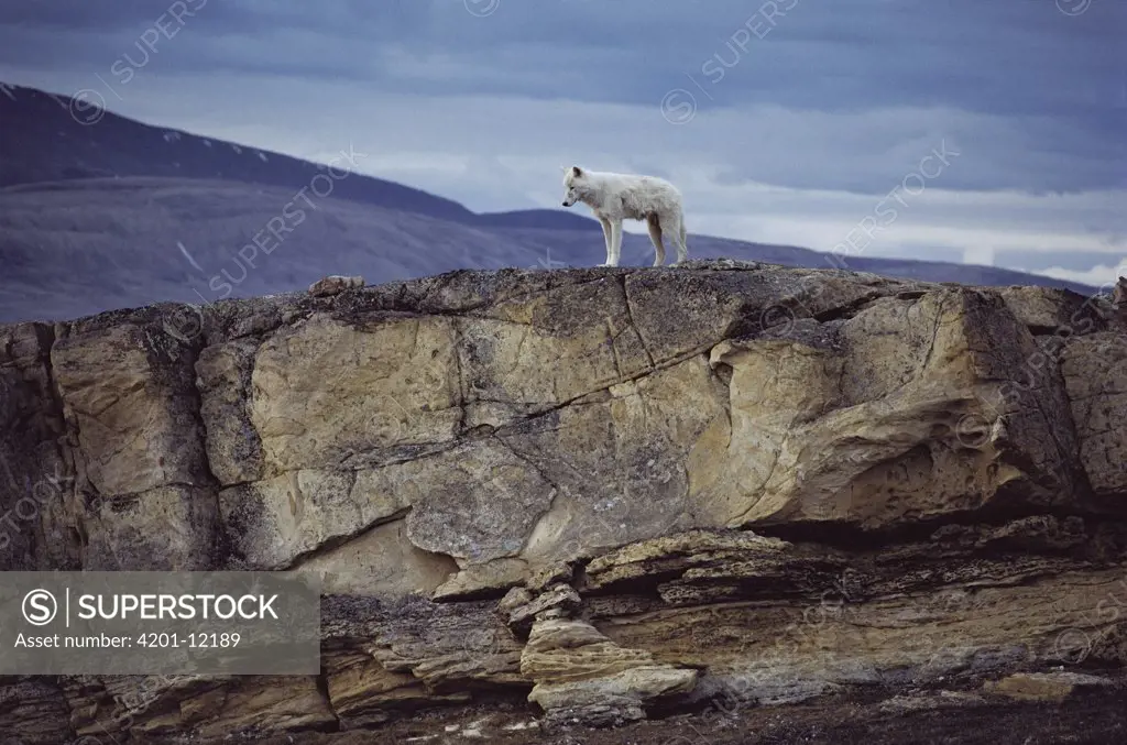 Arctic Wolf (Canis lupus) adolescent male on top of den, Ellesmere Island, Nunavut, Canada