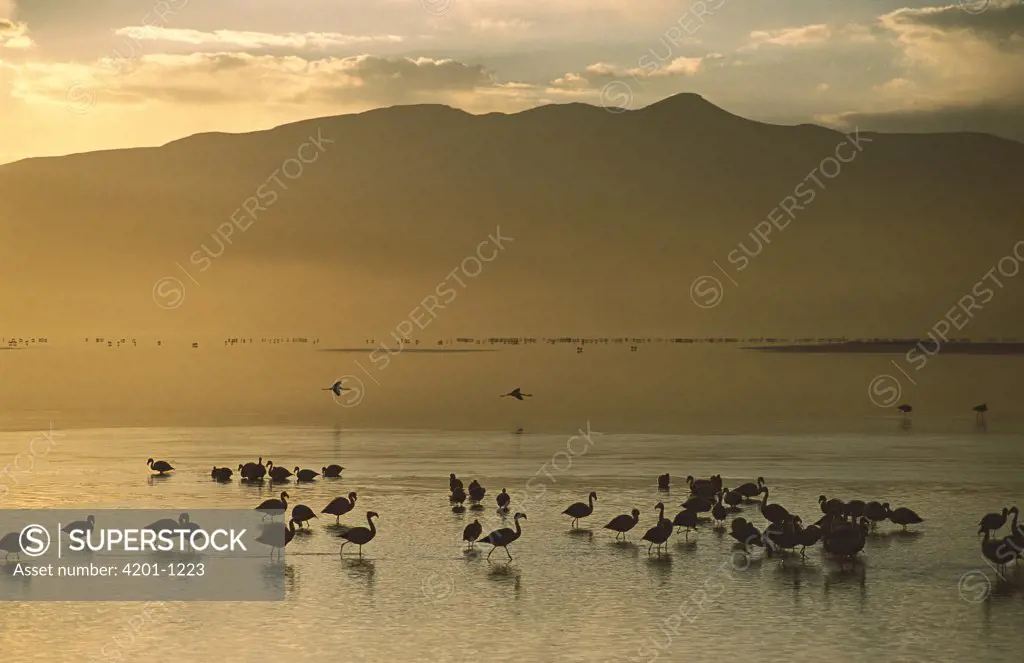 Puna Flamingo (Phoenicopterus jamesi) rare, flock wading in Laguna Colorada, main population lives in high elevation lakes in the Andean altiplano above 4,000 meters elevation, Bolivia