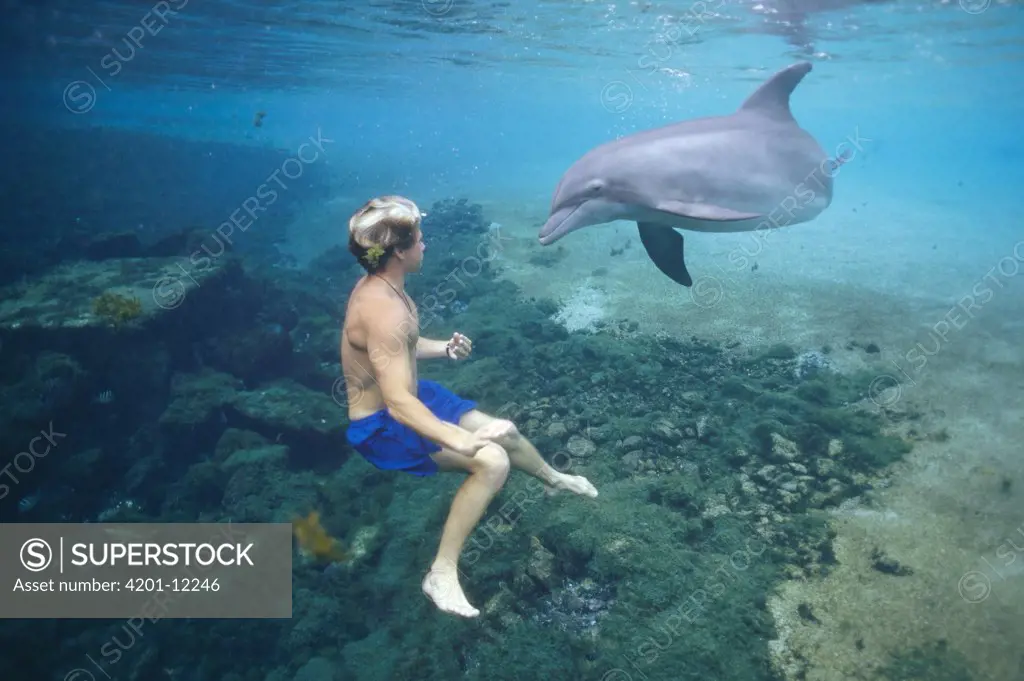 Bottlenose Dolphin (Tursiops truncatus) swimming with a young man, Hawaii