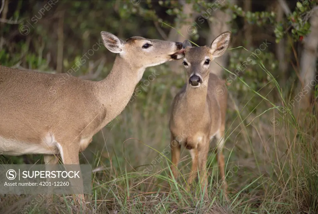 Key Deer (Odocoileus virginianus clavium) females, one grooming the other, Corkscrew Swamp, Florida