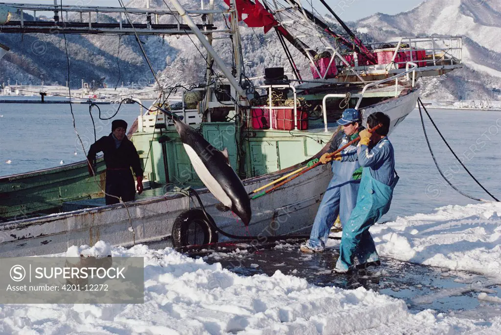Dall's Porpoise (Phocoenoides dalli) being off-loaded from boat, true color variation, harvest from Otsuchi harpoon fishery, Northern Honshu Island, Japan
