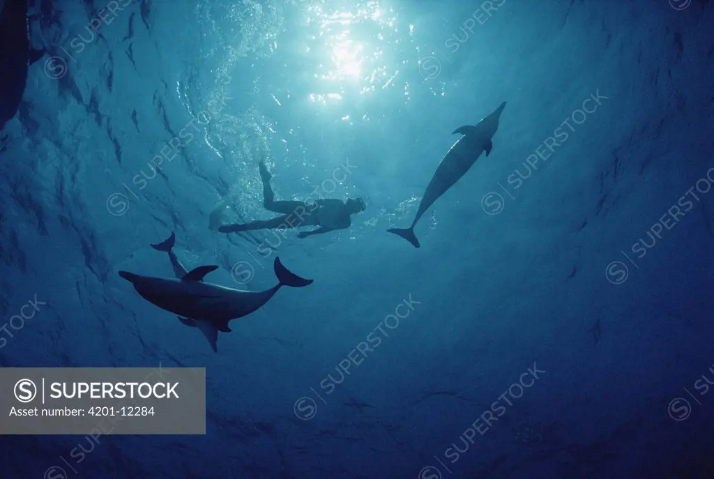 Atlantic Spotted Dolphin (Stenella frontalis) group swimming with tourist, Bahamas