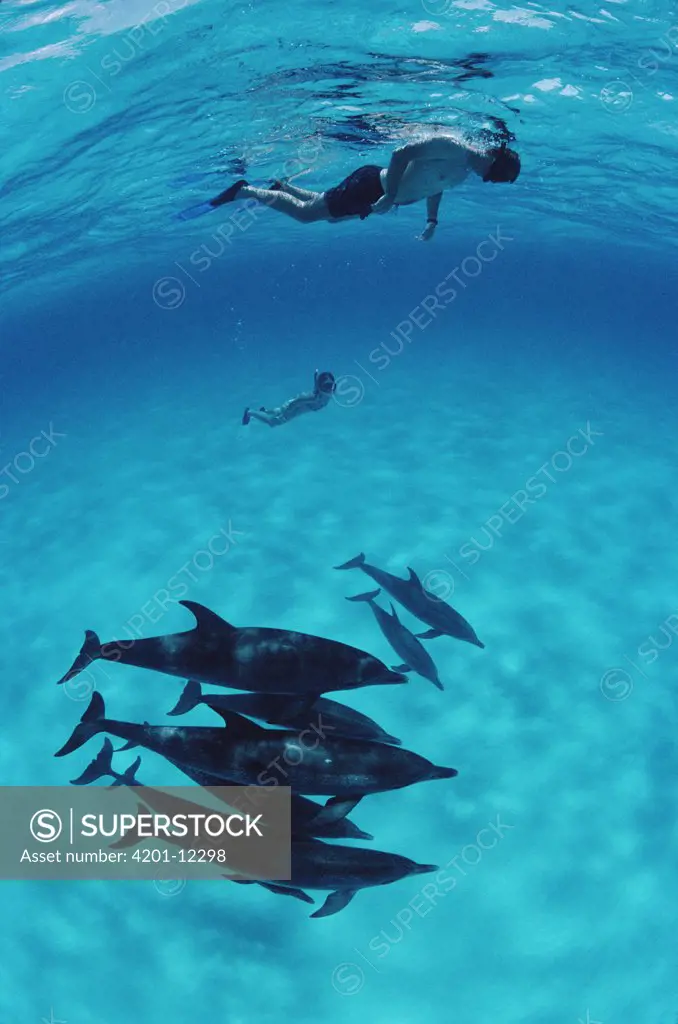 Atlantic Spotted Dolphin (Stenella frontalis) with diver, Bahamas