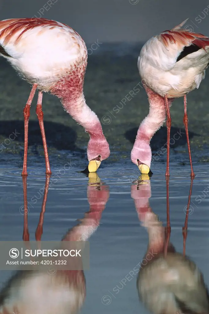 Puna Flamingo (Phoenicopterus jamesi) rare, pair feeding in Laguna Colorada, highly adapted to feed on microscopic diatoms, Andean altiplano above 4,000 meters elevation, Bolivia