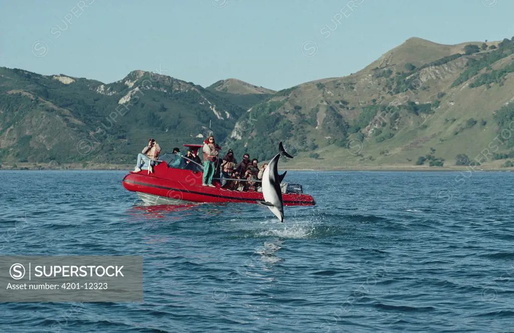 Dusky Dolphin (Lagenorhynchus obscurus) jumping with tourists watching, Kaikoura, New Zealand