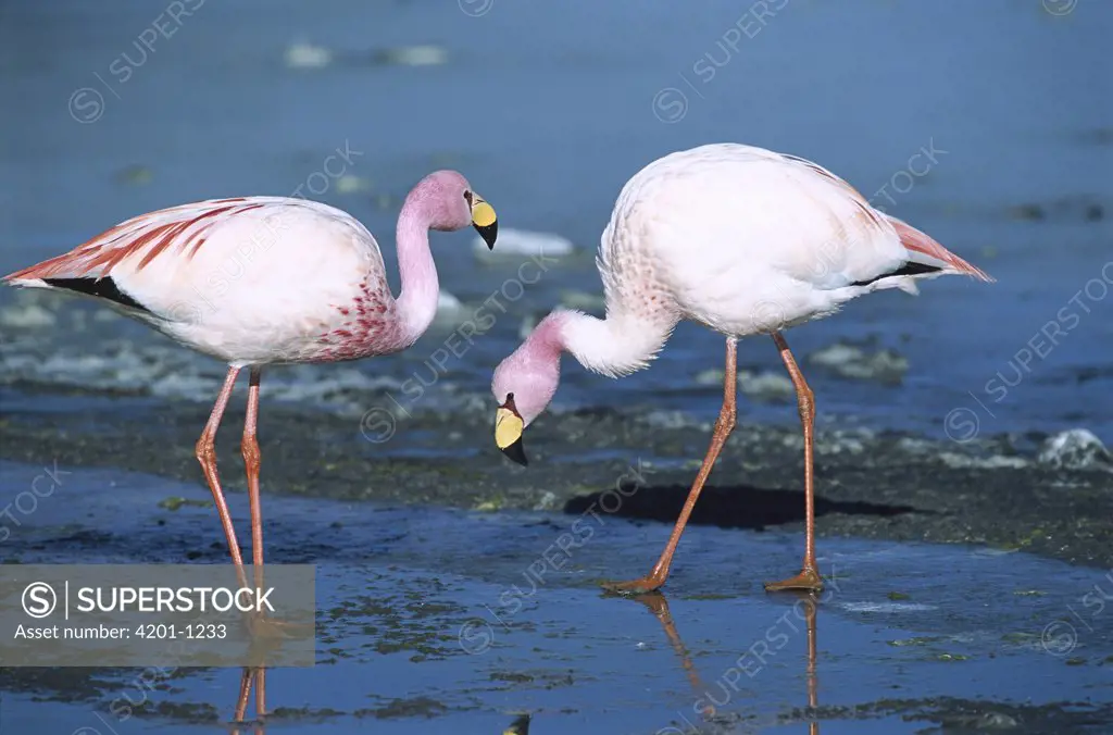 Puna Flamingo (Phoenicopterus jamesi) rare, pair feeding in Laguna Colorada, highly adapted to feed on microscopic diatoms, Andean altiplano above 4000 meters elevation, Bolivia