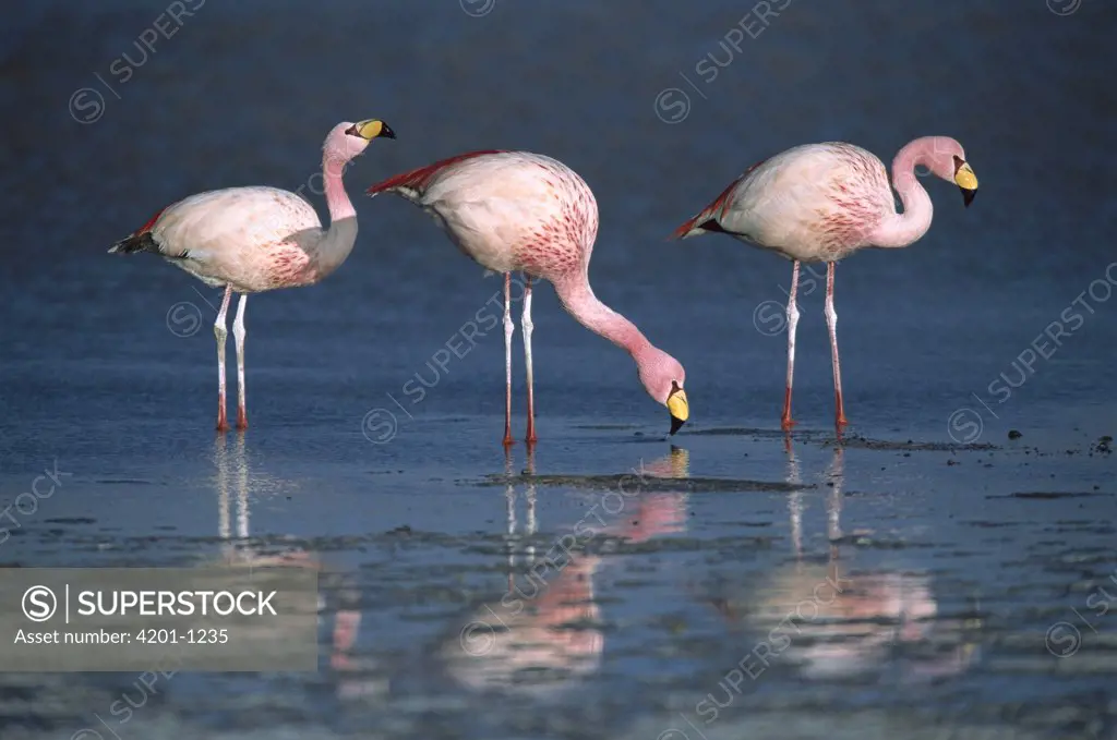 Puna Flamingo (Phoenicopterus jamesi) rare, three drinking from freshwater springs along lake edge, Laguna Colorada, Andean altiplano above 4,000 meters elevation, Bolivia