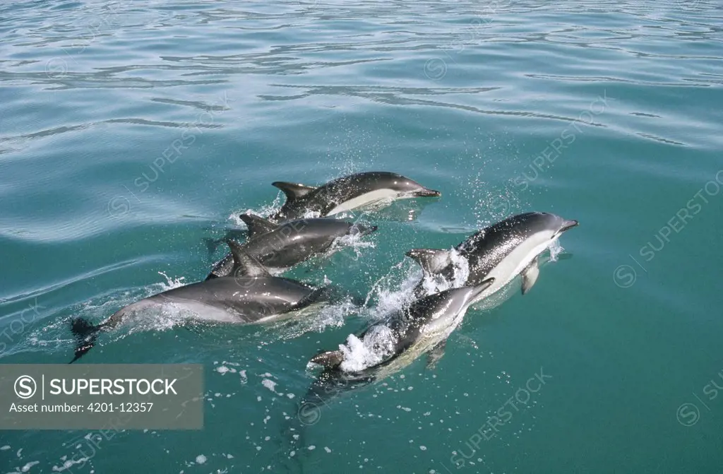 Common Dolphin (Delphinus delphis) group at water surface near Kaikoura, New Zealand
