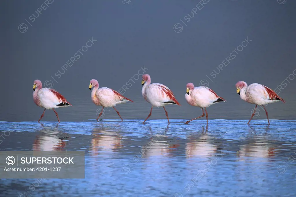 Puna Flamingo (Phoenicopterus jamesi) rare, flock walking in a line in saline lake tinted red by diatoms that the flamingos feed on, Laguna Colorada, Andean altiplano above 4,000 meters elevation, Bolivia