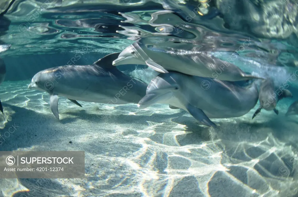 Bottlenose Dolphin (Tursiops truncatus) underwater group, Hawaii
