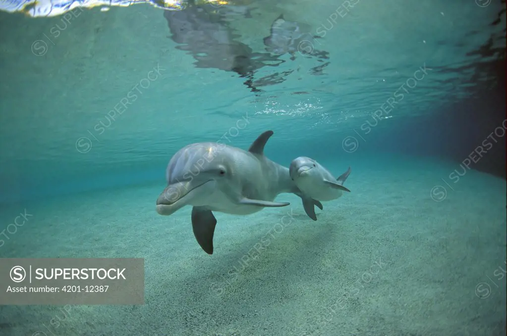 Bottlenose Dolphin (Tursiops truncatus) underwater mother and young, Hawaii
