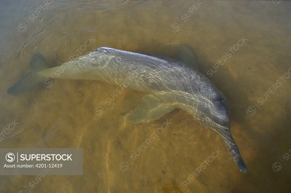 Amazon River Dolphin (Inia geoffrensis) rescued from drying irrigation ditch off the Orinoco River, Lago De Prata, Brazil