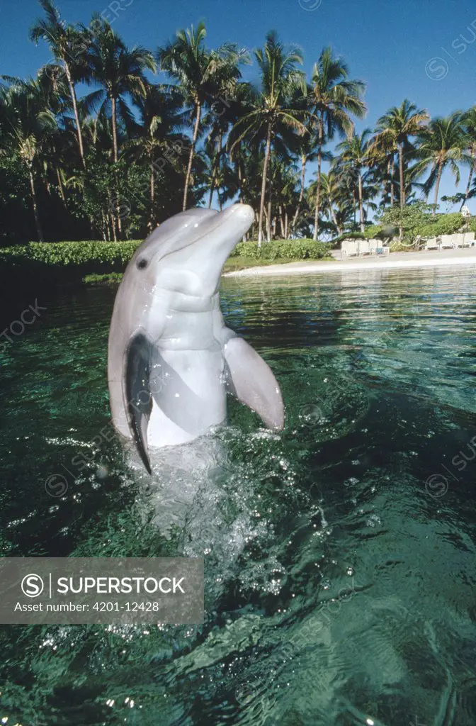 Bottlenose Dolphin (Tursiops truncatus) portrait, Hawaii