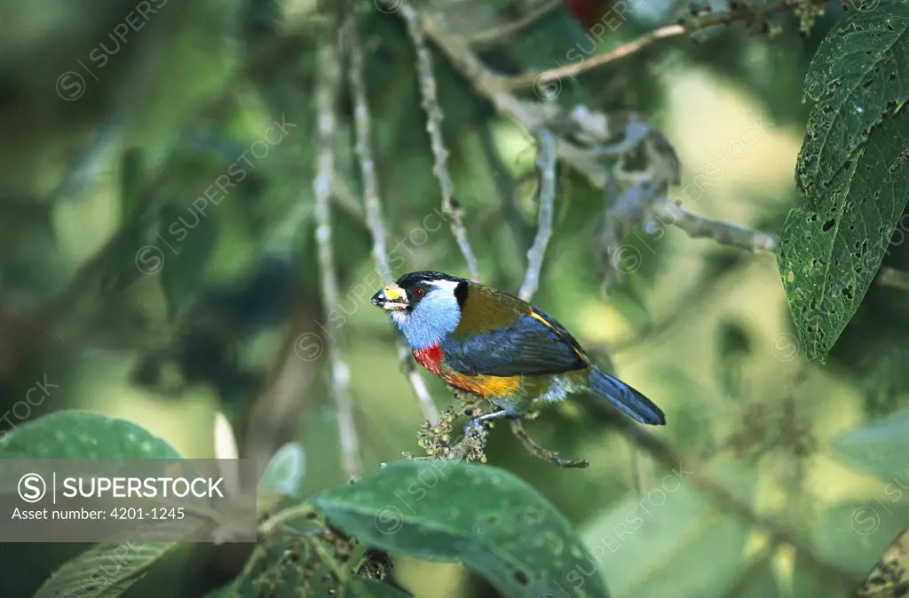 Toucan Barbet (Semnornis ramphastinus) feeding on berries in the cloud forest, Tandayapa Valley, western slope of Pichincha Volcano, Choco Darien Ecoregion, Andes Mountains, Ecuador