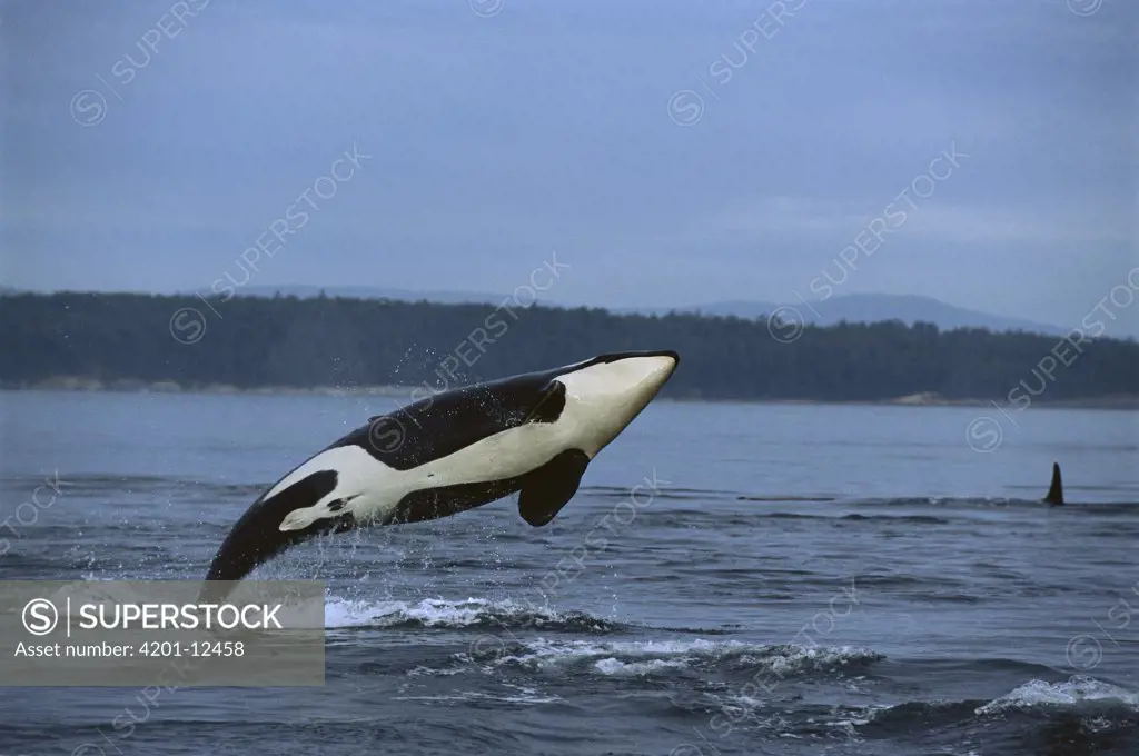 Orca (Orcinus orca) breaching, Alaska