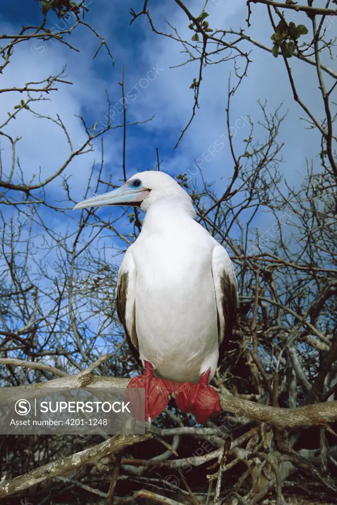 Red-footed Booby (Sula sula) white morph represents only five percent of the Galapagos population but is reverse elsewhere, Genovesa Tower Island, Galapagos Islands, Ecuador