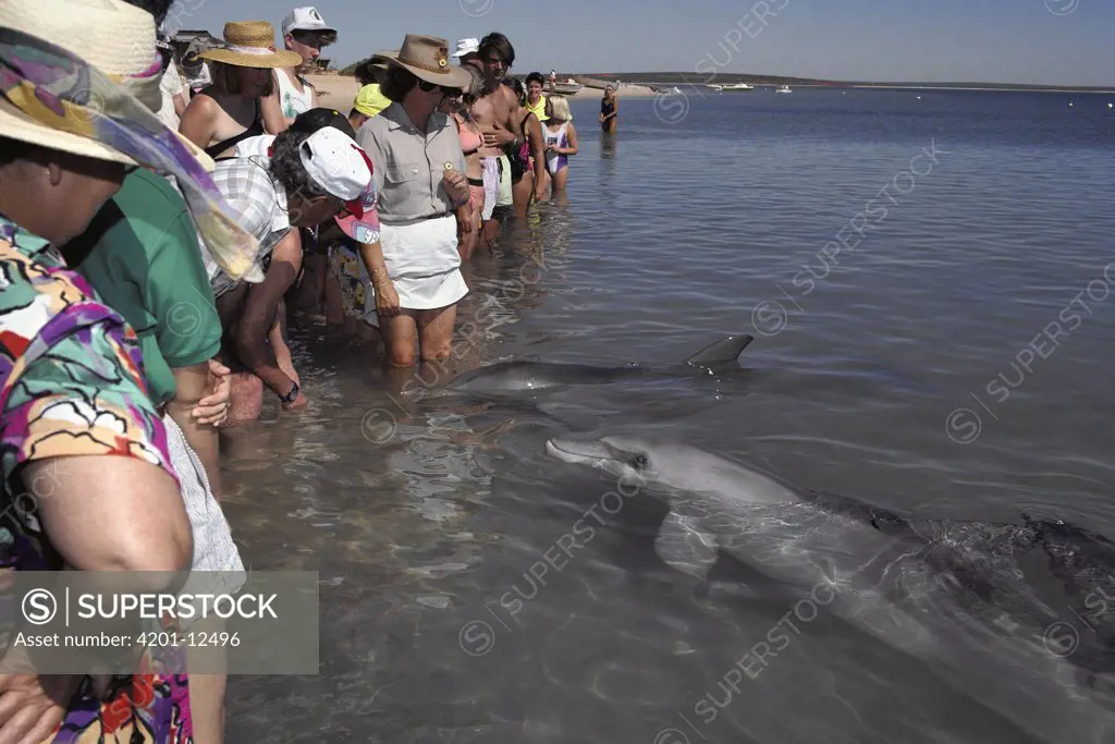 Bottlenose Dolphin (Tursiops truncatus) group with tourists in shallow water, Monkey Mia, Australia