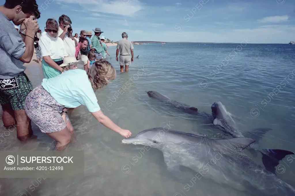 Bottlenose Dolphin (Tursiops truncatus) group with tourists in shallow water, Monkey Mia, Australia