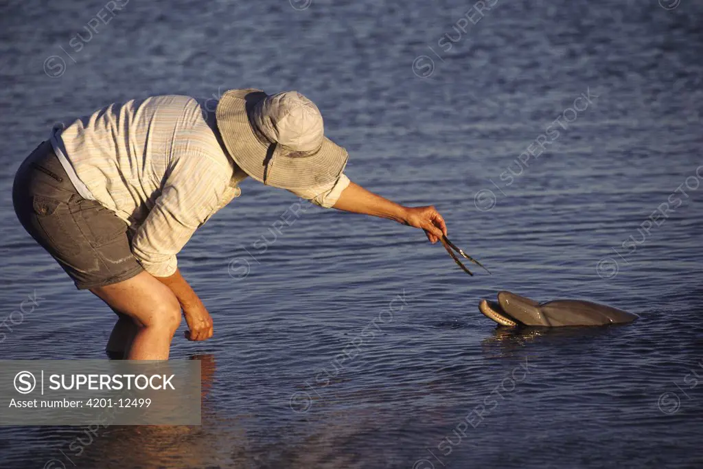 Bottlenose Dolphin (Tursiops truncatus) eating a fish from person's hand, Monkey Mia, Australia