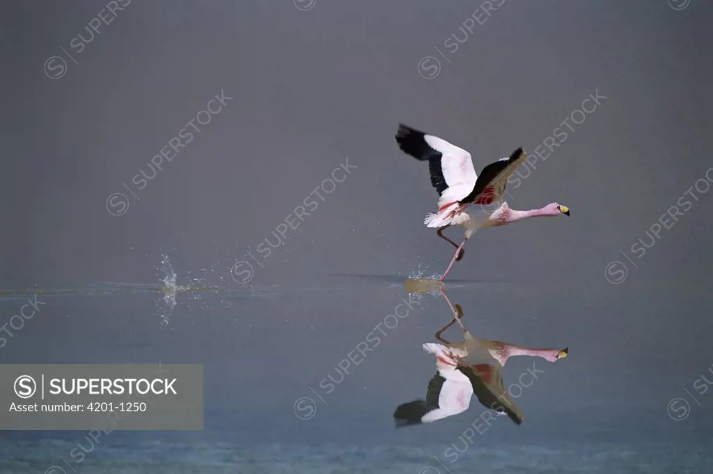 Puna Flamingo (Phoenicopterus jamesi) taking off from Laguna Colorada, Bolivia