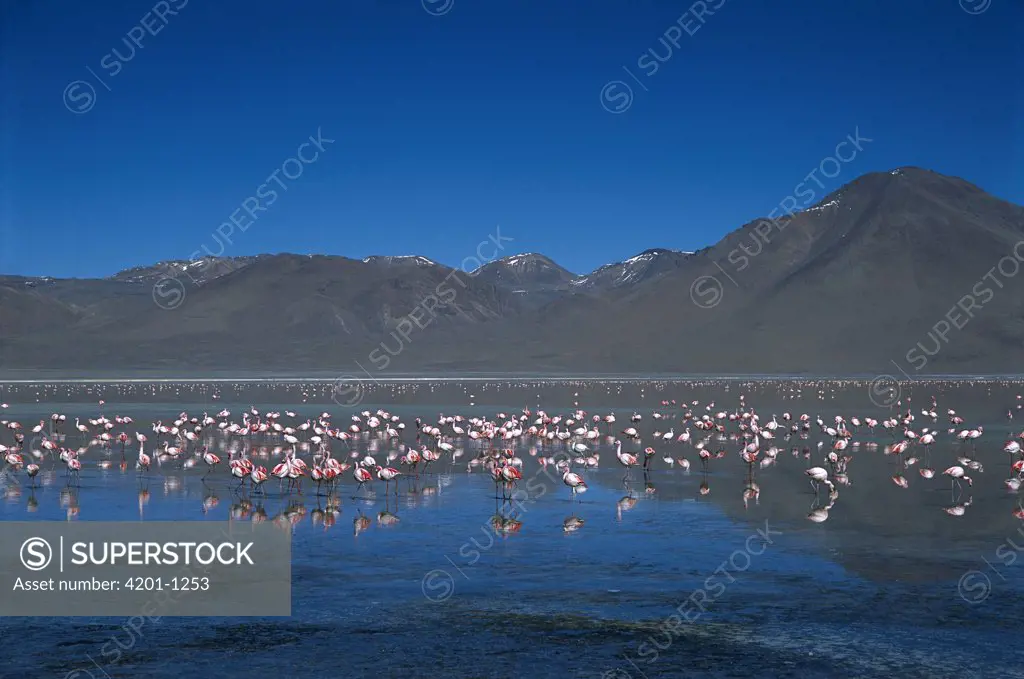 Puna Flamingo (Phoenicopterus jamesi) flock feeding in Laguna Colorada, Bolivia