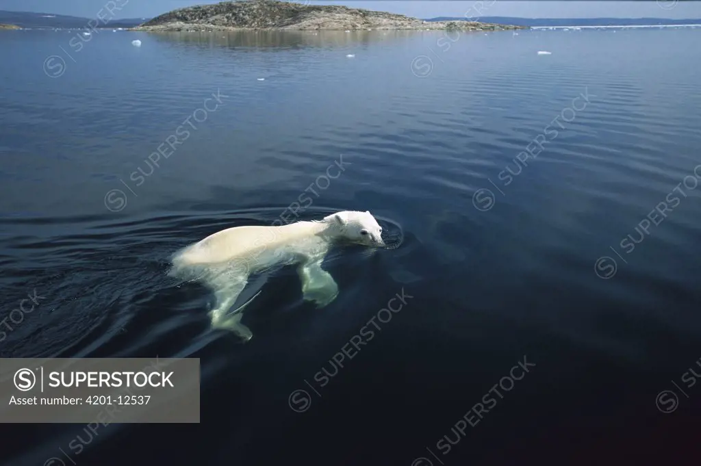 Polar Bear (Ursus maritimus) swimming, Wager Bay, Canada