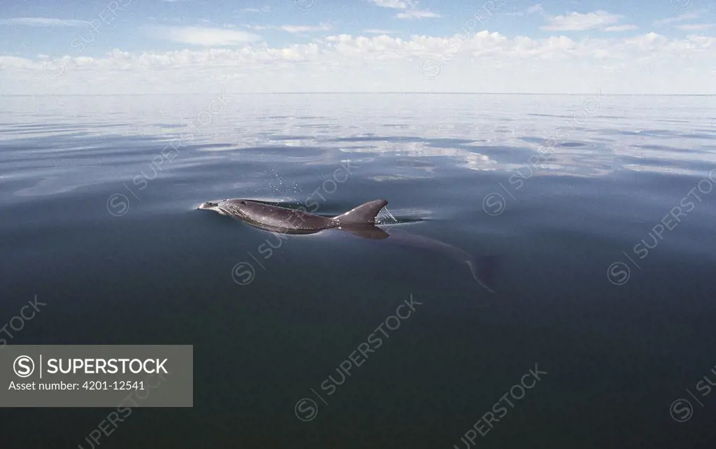 Bottlenose Dolphin (Tursiops truncatus) surfacing to breath, Australia