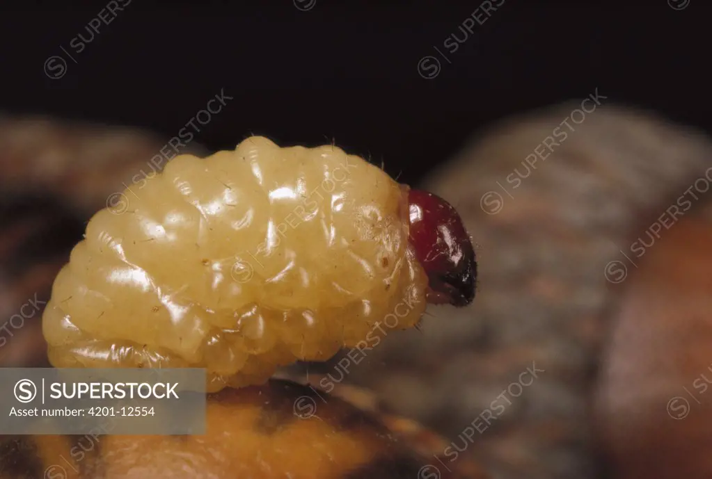 Black Oak Acorn Weevil (Curculio rectus) grub emergence, Myles Standish State Forest, Massachusetts