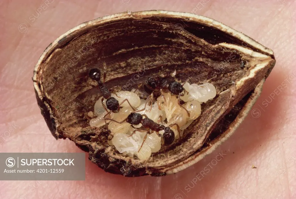 Ant (Myrmica sp) trio tending brood in acorn nutshell, Vermont