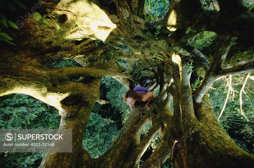 Researchers Faye Hadley and Stephanie Bohlmen climbing seven-story tall Strangler Fig shell, Monteverde, Costa Rica