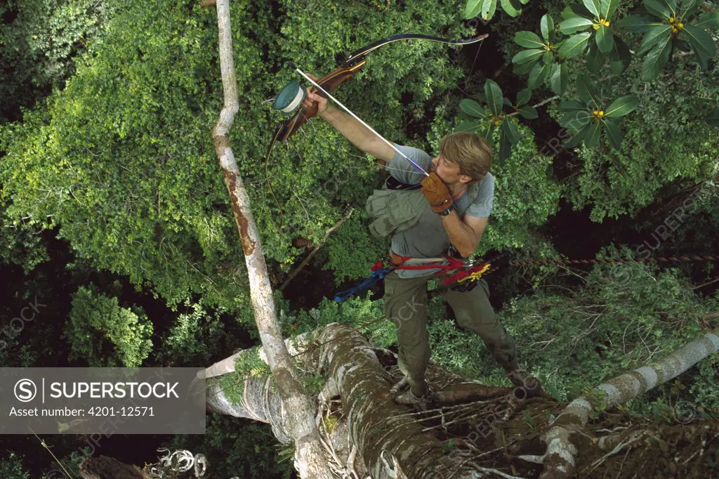 Researcher Tim Laman high up in tree, shoots arrow into the rainforest canopy, Borneo